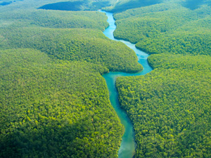 Amazon-rainforest (3).jpg