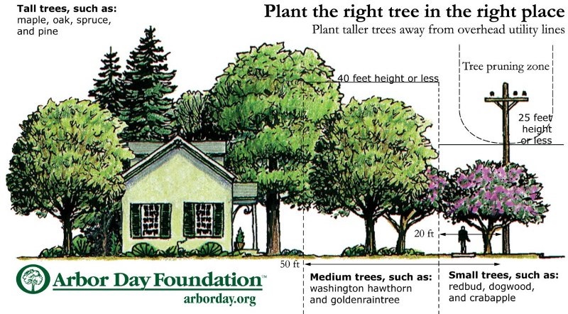 File:Arbor Day tree tips.jpg