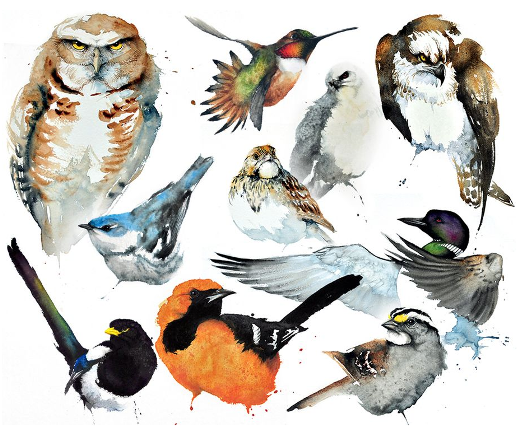 File:Audubon study ms.png