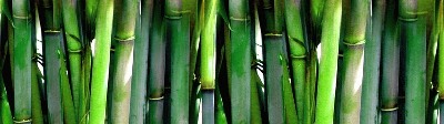 File:Bamboo-400x400.jpg