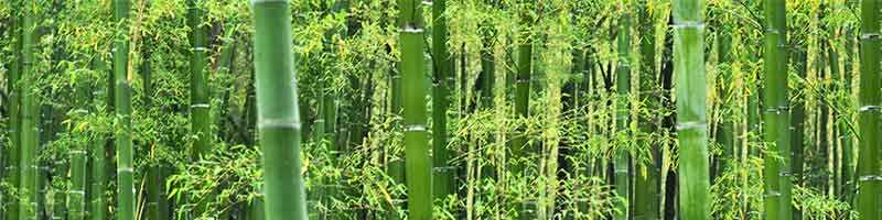 File:Bamboo-800x200.jpg