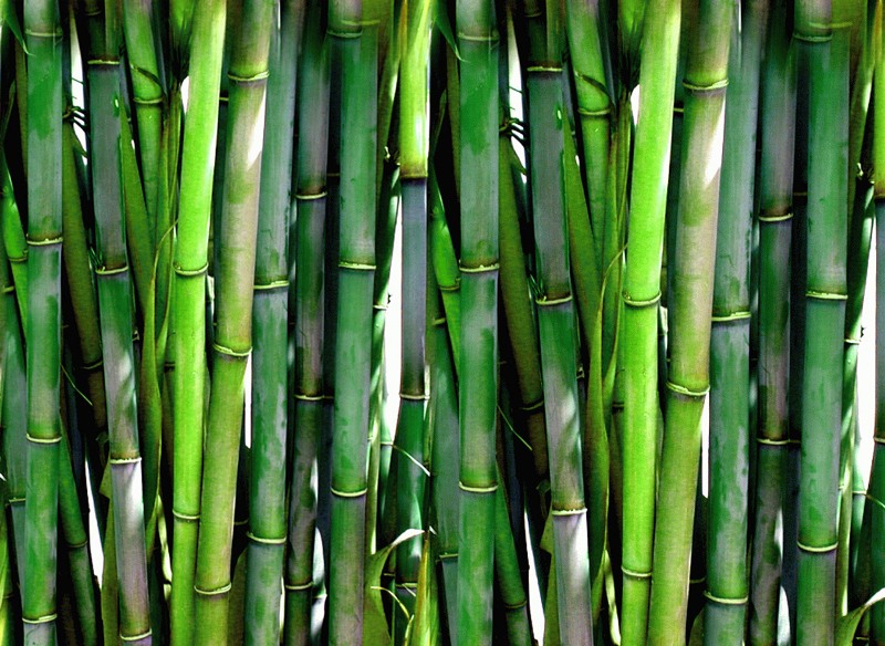 Bamboo-publicdomain.jpg