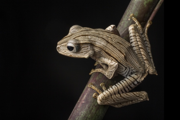 File:Borneo Eared Frog.jpg