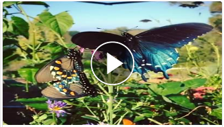 File:California Pipevine Swallowtail Project butterflies.png