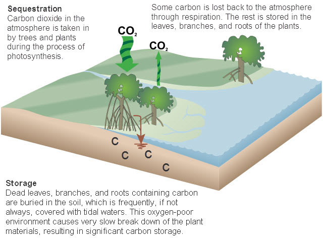 File:Carbon cycle NOAA.jpg