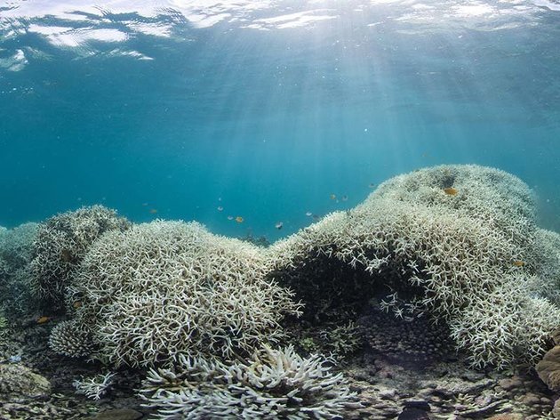 Coral bleaching Great Barrier Reef 2016.jpeg