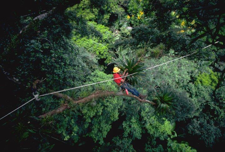 File:Don Perry In the Canopy first-gen canopy web.jpg