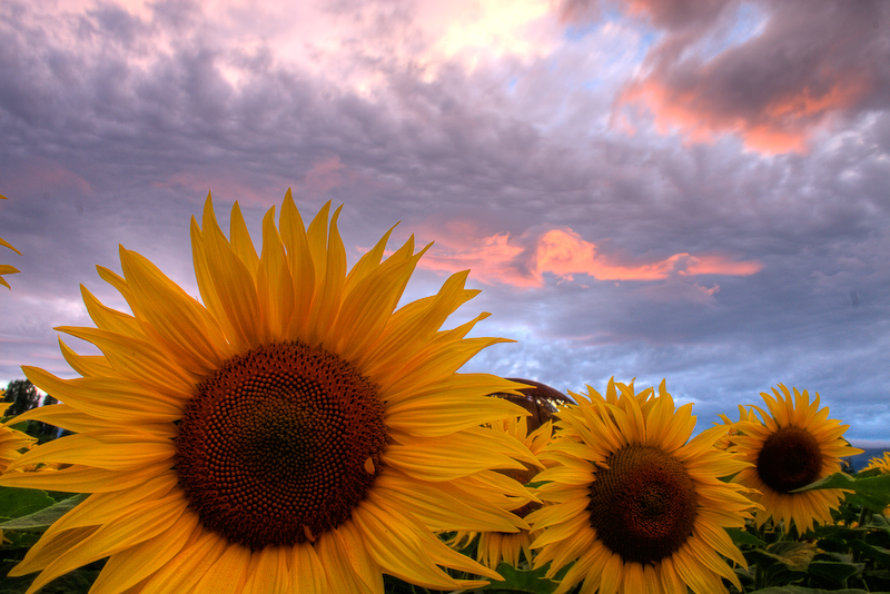 EOS sunflowers-gp.jpg
