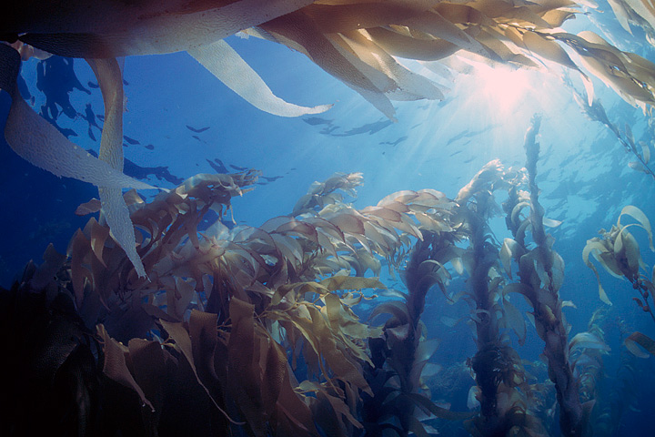 File:Floating Forests-Kelp -- Oceanlight.jpg