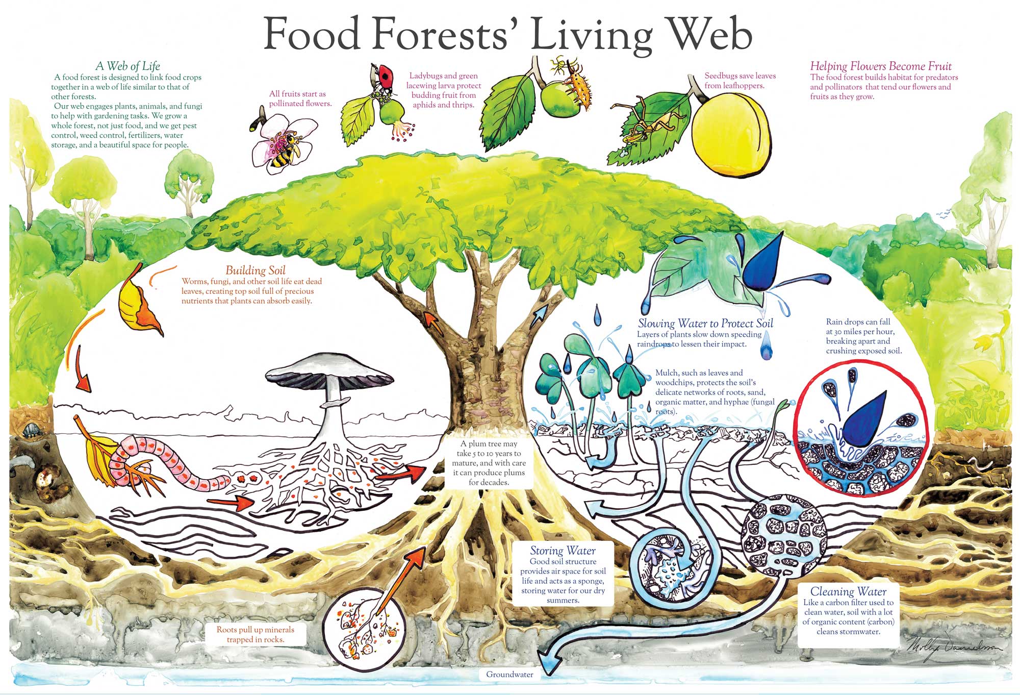 Food-Forests-Living-poster by Molly Danielson.jpg