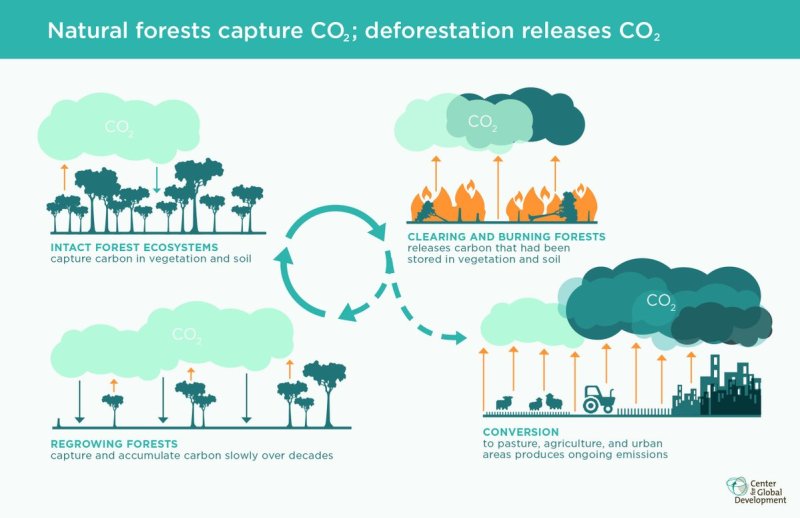 Forests and CO2.jpg