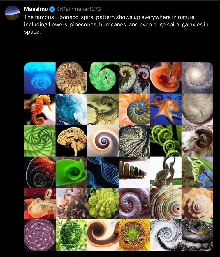 Golden spiral, Fibonacci spiral, nature at work.jpg
