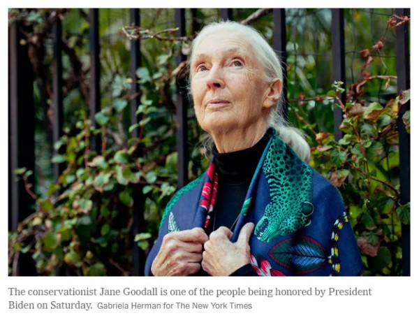 Jane Goodall, conservationist awarded, January 2025.jpg