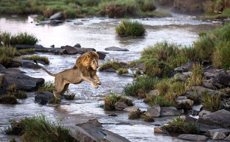 File:Lion leaping, Sheldrick Trust. Photo Charlotte Rhodes Rex.png