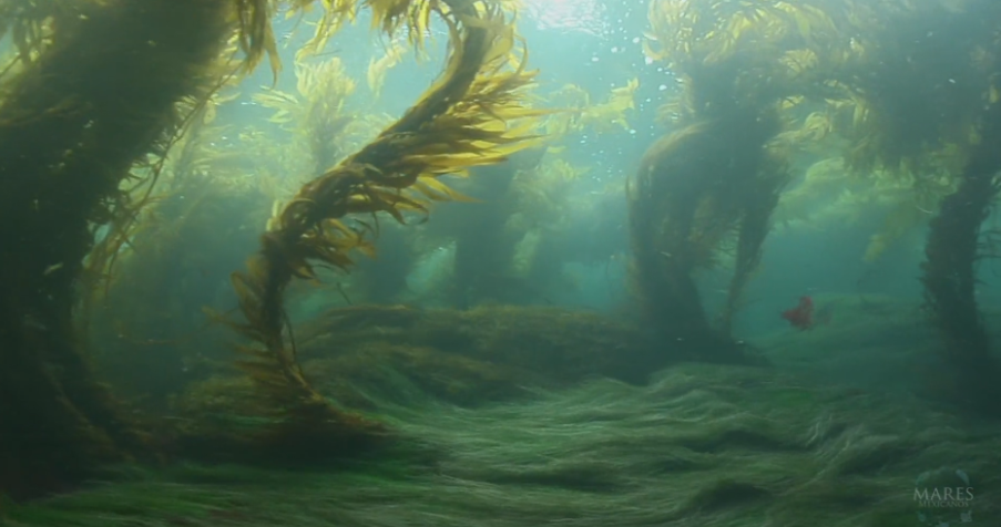 Mares Kelp 3.png