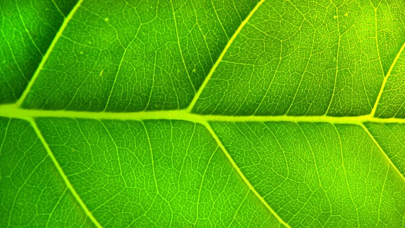 File:Nature Us and Veins of a Green Leaf.jpg