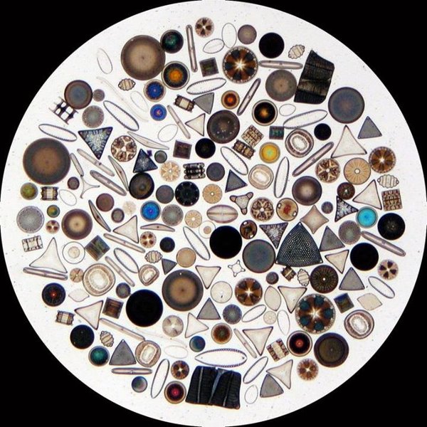 File:Phytoplankton.jpg