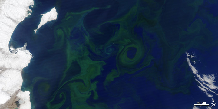 File:Phytoplankton kamchatka NASA.jpg