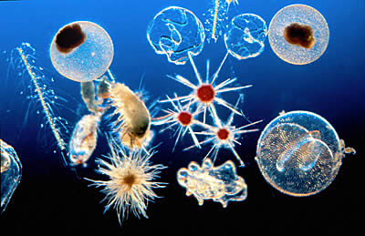 File:Plankton.jpg
