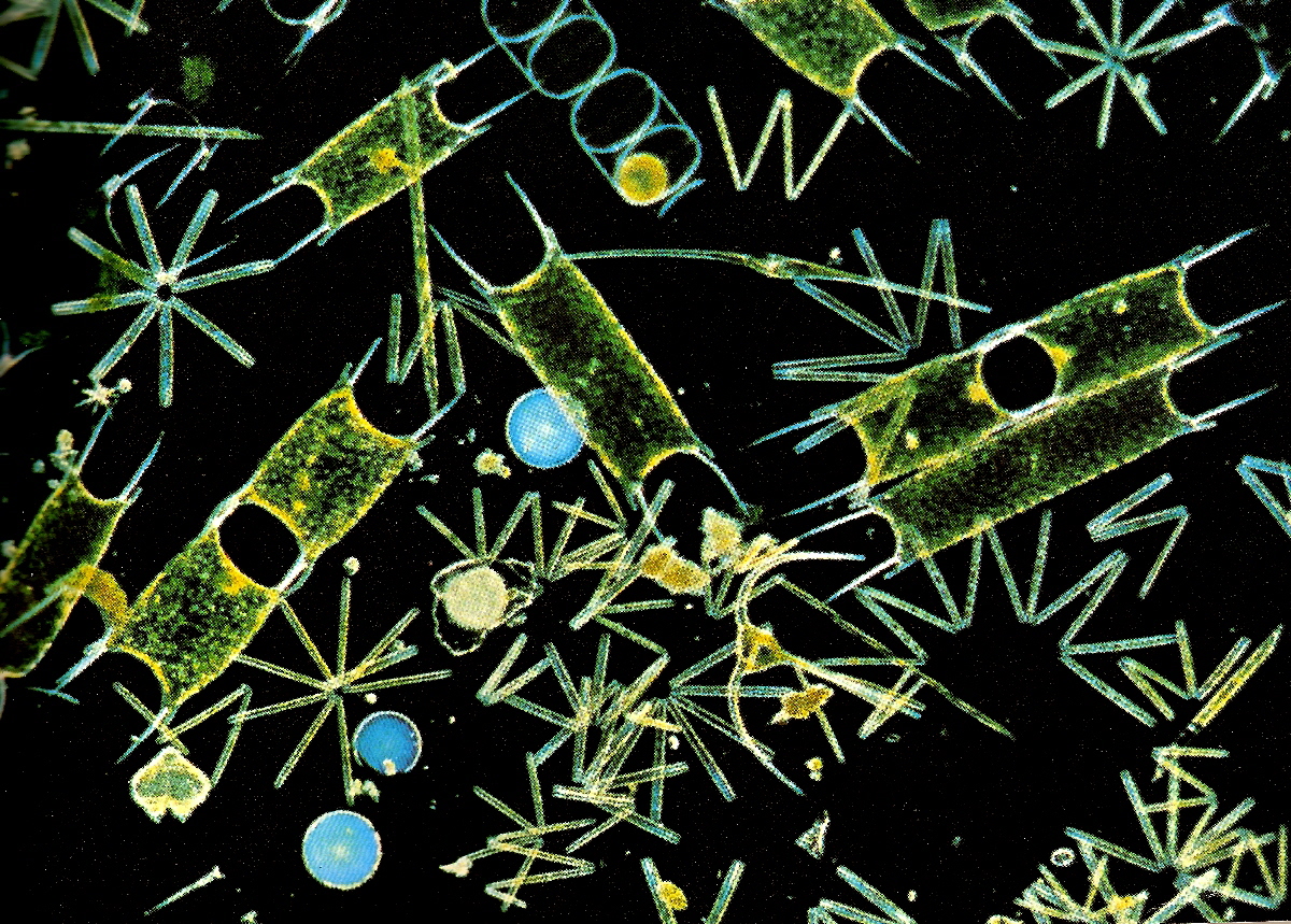 Plankton - phytoplankton.jpg