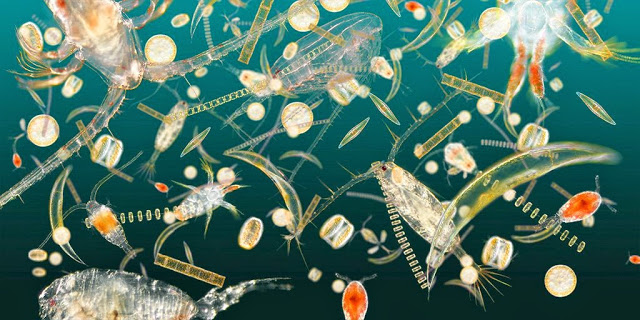 Planktonbluegreen tinyones.jpg