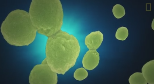 File:Prochlorococcus blue-green.tiny ones.png