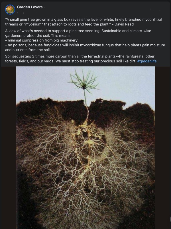 Soil and mycelium mycorrhizal fungi network threads.png