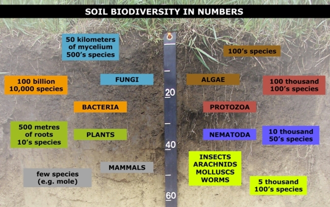 File:Soil biodiversity.jpg