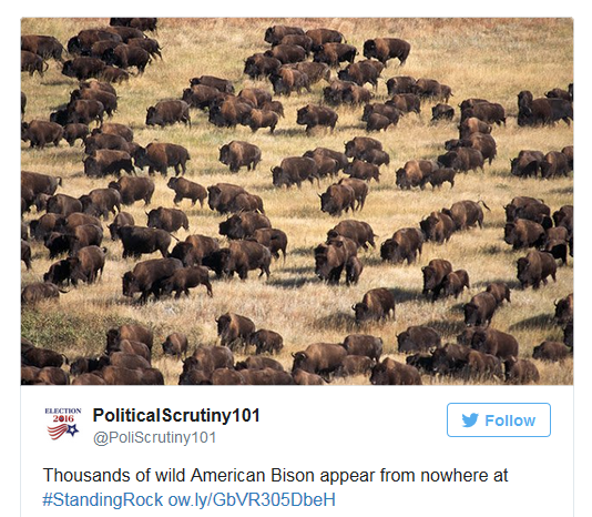 File:Standing Rock Bison appear.png
