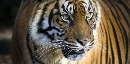Sumatran-tiger-wwf.jpg