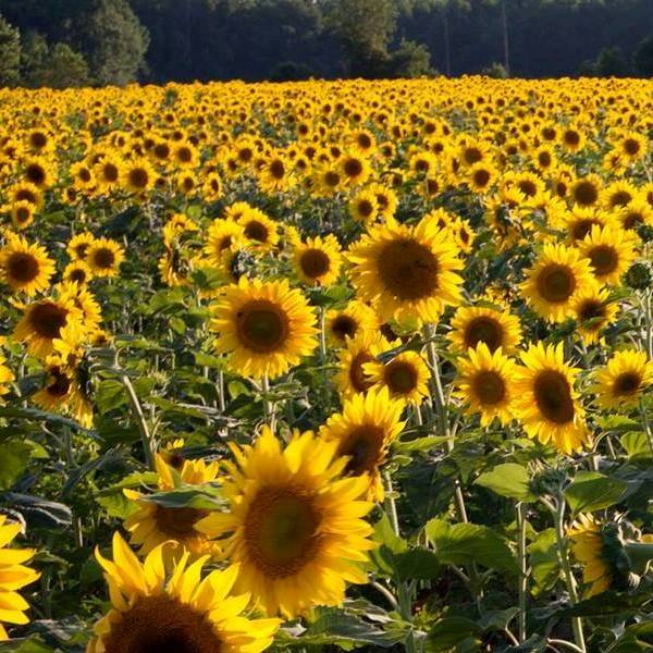 File:Sunflower fields 600x600.jpg