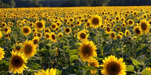 Sunflower fields m.jpg