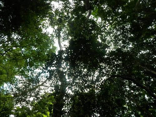 File:Tree canopy.jpg