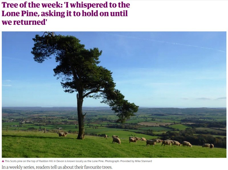 File:Tree of the Week - a Scots pine in Devon.jpg