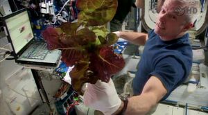 2014-06-10 Steve swanson w red romaine grown on the ISS.jpg