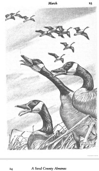 File:A Sand County Almanac, p23 geese-Leopold.png