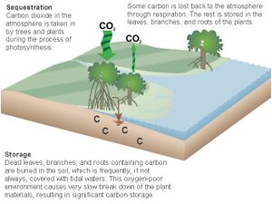 Carbon cycle NOAA.jpg