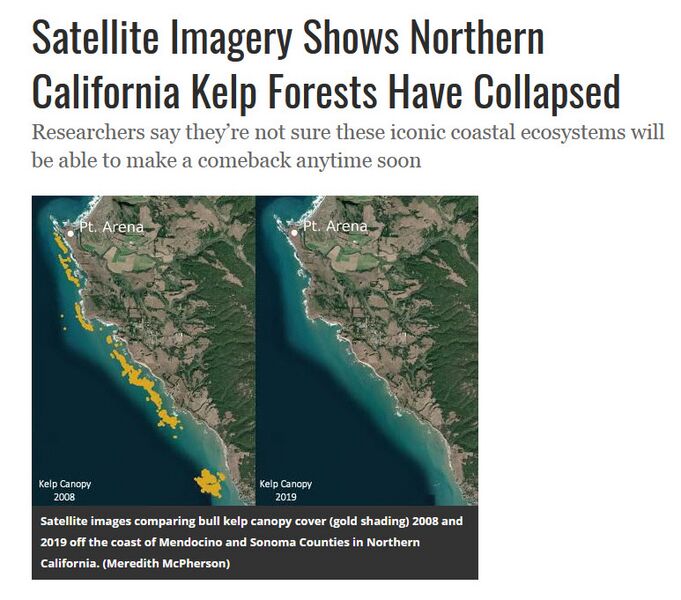 File:Kelp forest off Calif coast collapsing.jpg