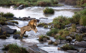 Lion leaping, Sheldrick Trust. Photo Charlotte Rhodes Rex.png