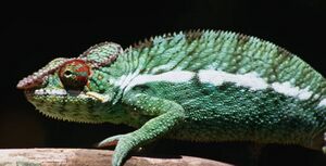 Madagascar - Liz the Chameleon.jpg