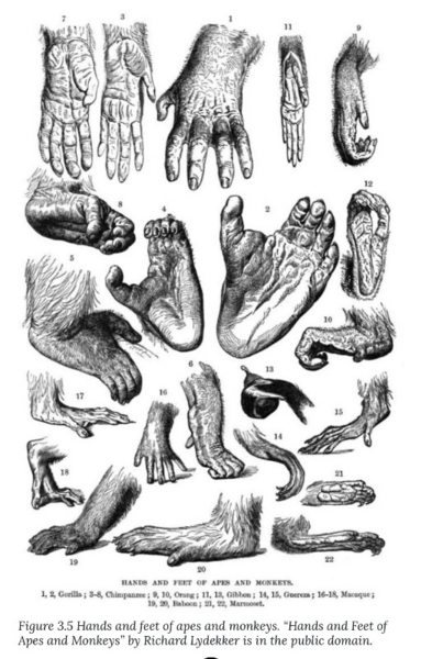File:Primate Evolution - History of Our Tribe Hominini.png