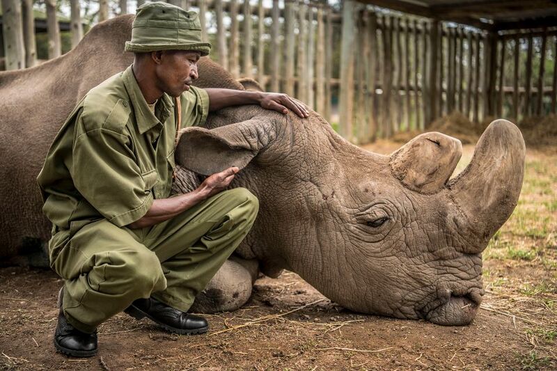 File:Sudan the last of his Rhino kind.jpg