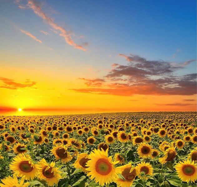 File:Sunflowers Ukraine.jpg